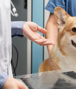 Super Pawers Animal Clinic