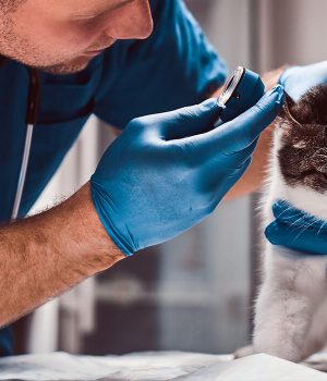 Super Pawers Animal Clinic