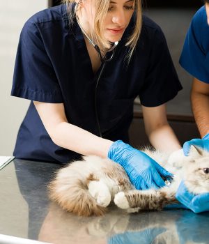 Super Pawers Animal Clinic