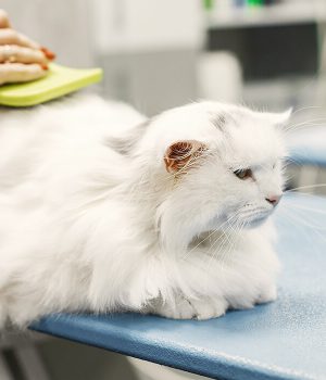 Super Pawers Animal Clinic