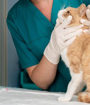 Super Pawers Animal Clinic